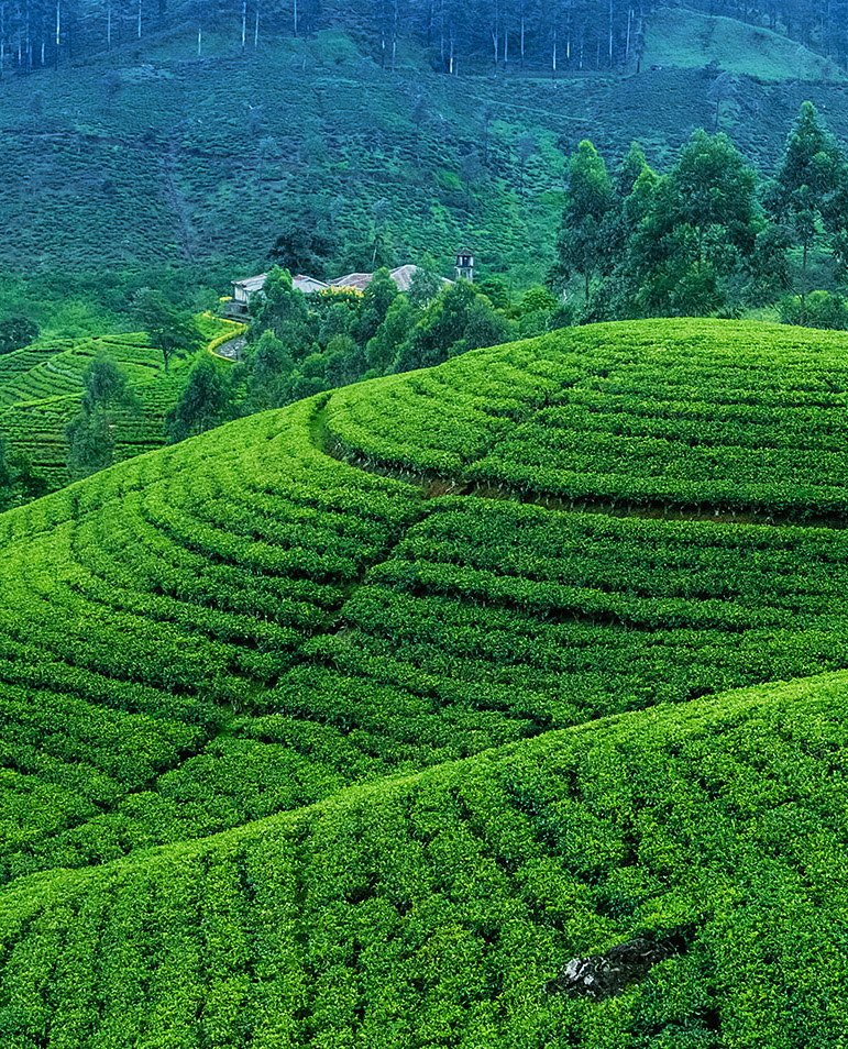 Nuwara Eliya Sri Lanka