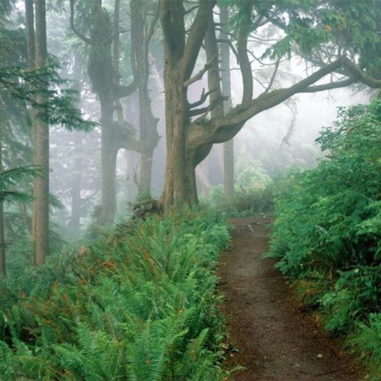 Sinharaja Forest