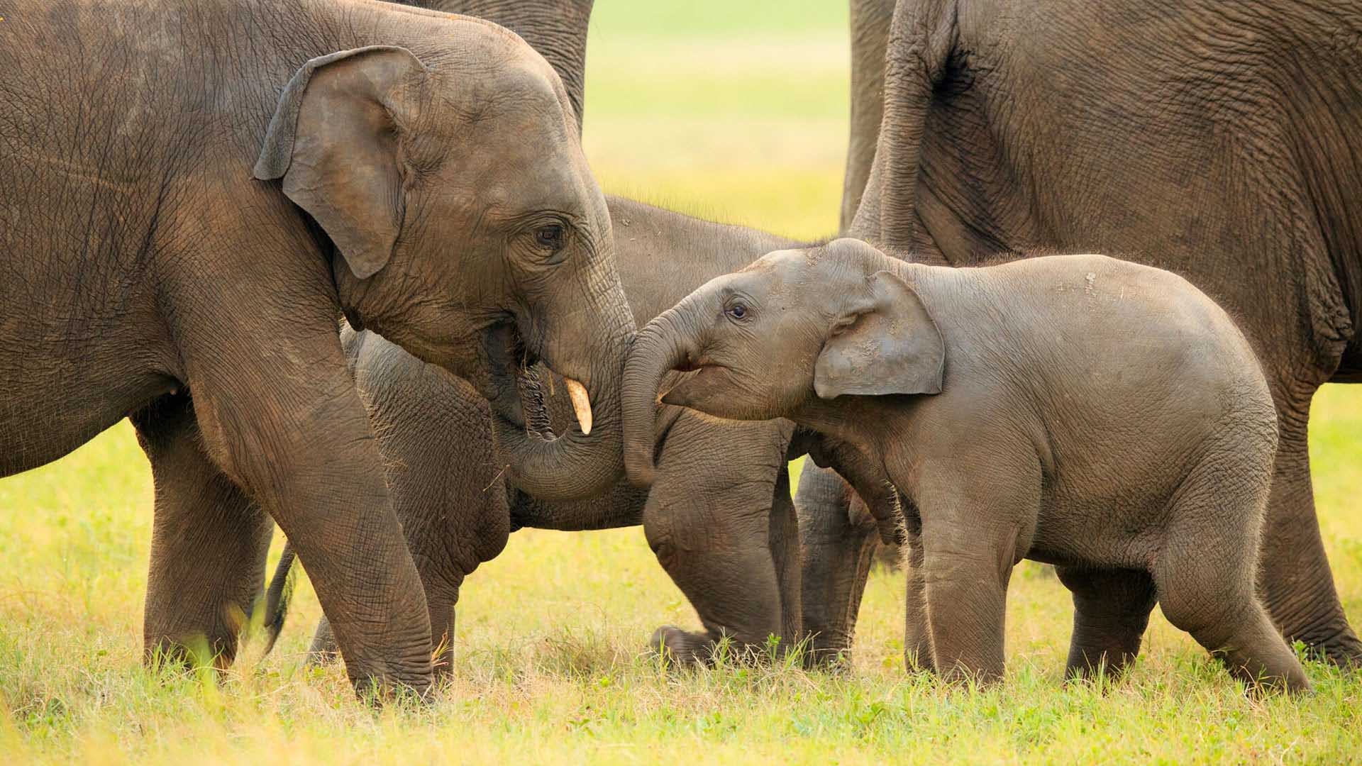 Minneriya National Park