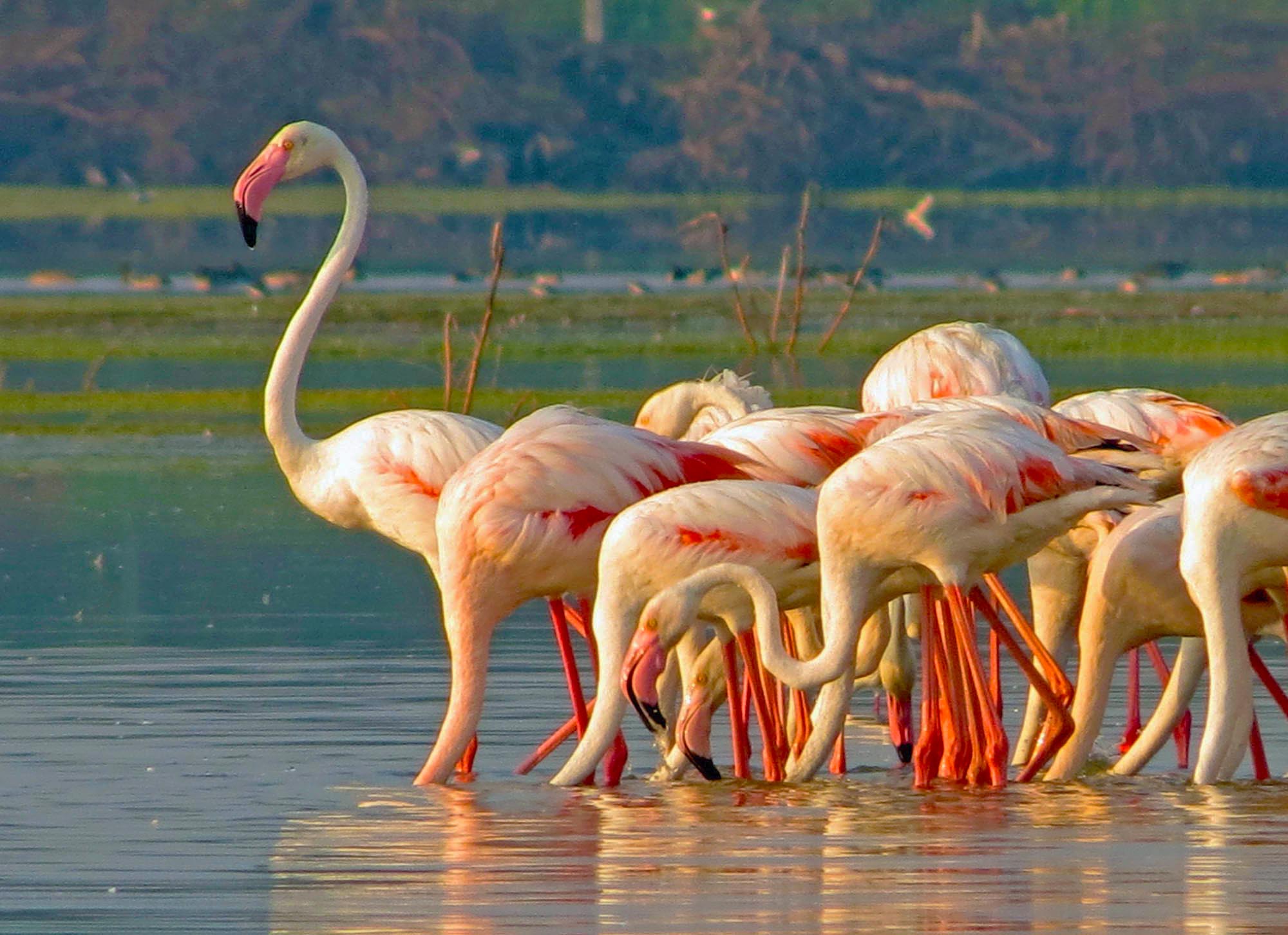 Bundala National Park