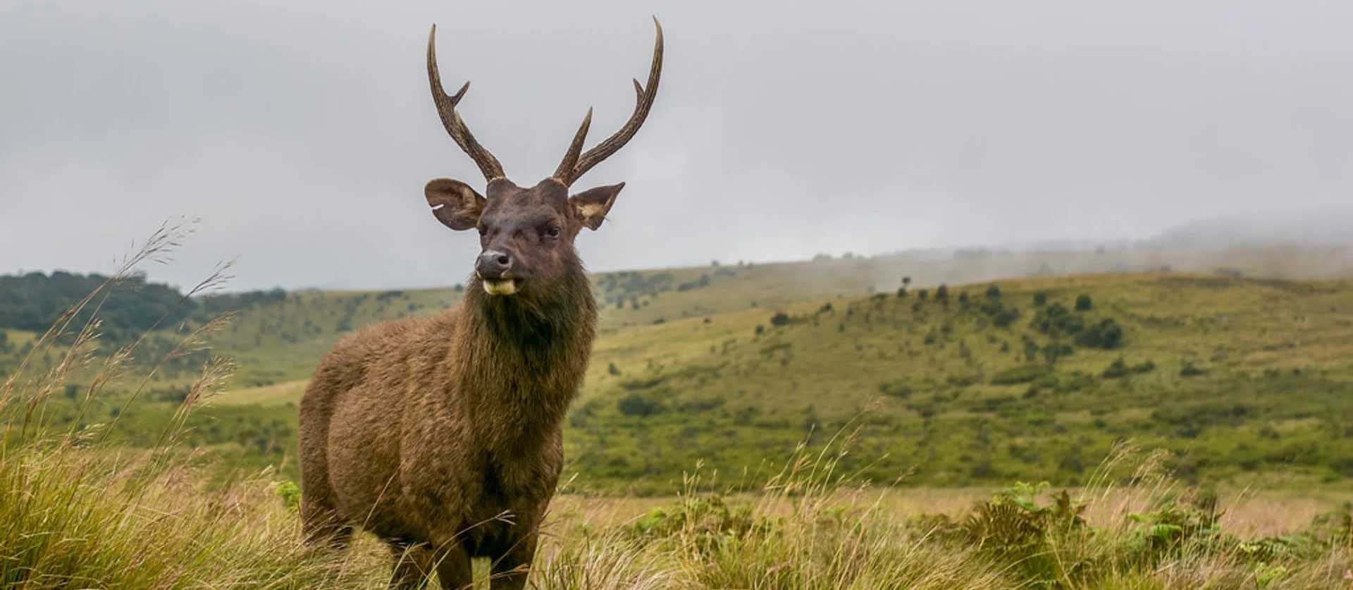 horton plains