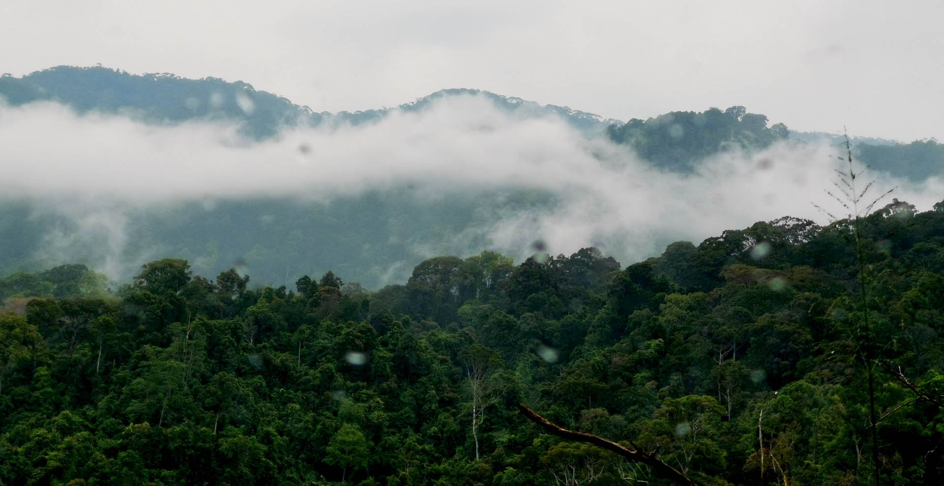 sri lanka sinharaja