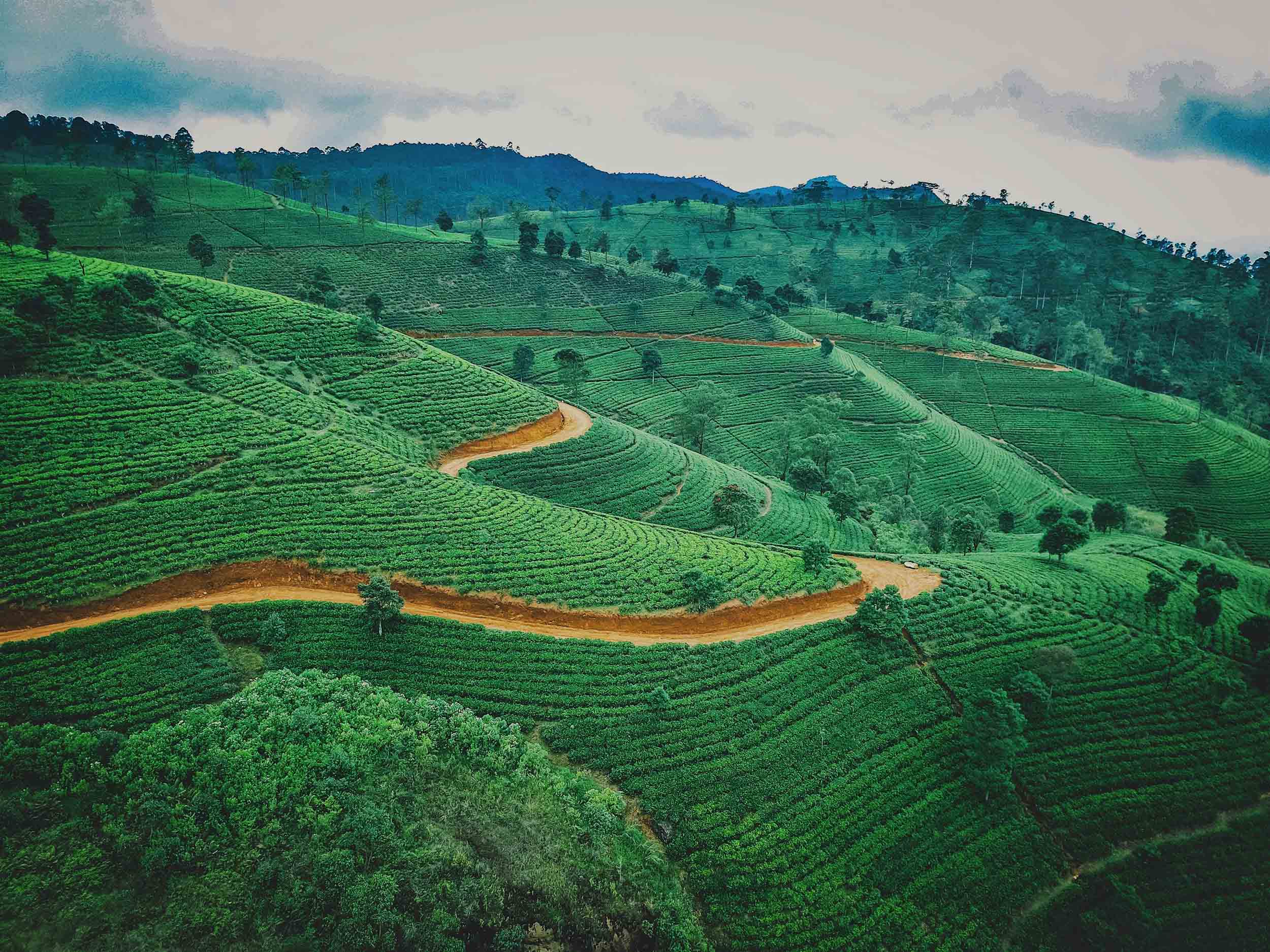 Nuwara eliya tea