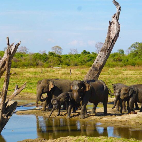 Udawalawe National Park