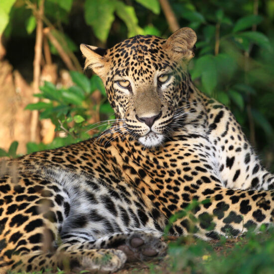 Wilpattu National Park