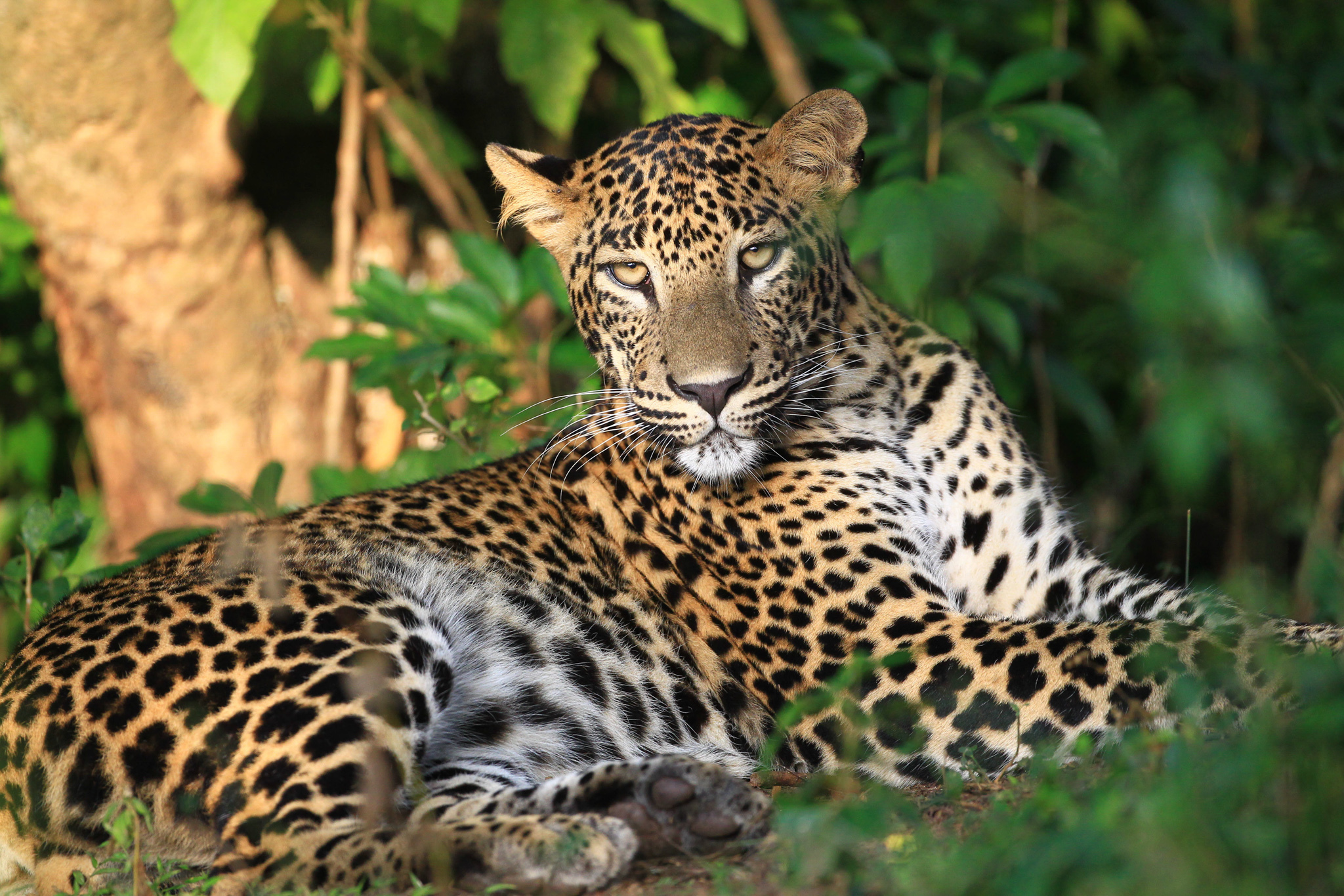 Wilpattu National Park