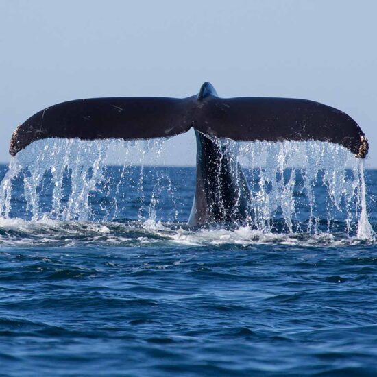 Whale watching Mirissa