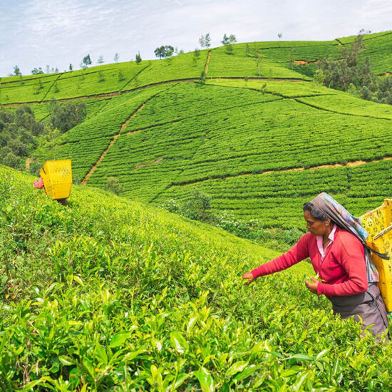 Nuwara eliya sri lanka