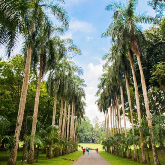 Royal Botanic Gardens,