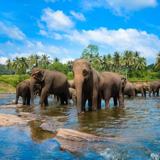 Pinnawala Elephant Orphanage